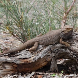 Pogona barbata at Hackett, ACT - suppressed