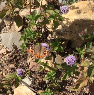 Junonia villida (Meadow Argus) at Burra, NSW - 24 Mar 2019 by JaneR