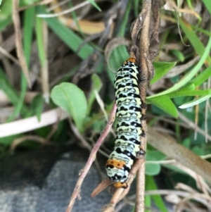 Phalaenoides tristifica at Burra, NSW - 24 Mar 2019