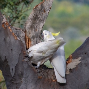 Cacatua galerita at Majura, ACT - 23 Mar 2019