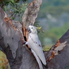 Cacatua galerita at Majura, ACT - 23 Mar 2019