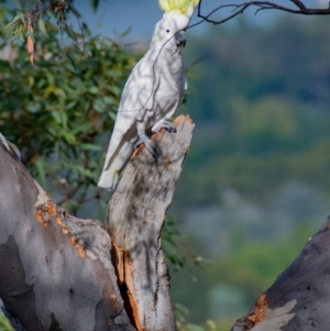 Cacatua galerita at Majura, ACT - 23 Mar 2019