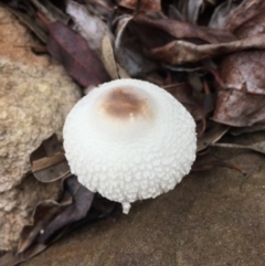 Unidentified Fungus, Moss, Liverwort, etc at Mirador, NSW - 24 Mar 2019 by hynesker1234