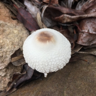 Lepiota s.l. at Mirador, NSW - 25 Mar 2019 by hynesker1234