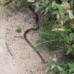 Notechis scutatus (Tiger Snake) at Ben Boyd National Park - 24 Mar 2019 by Allan