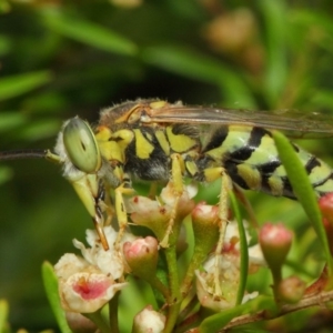 Bembix sp. (genus) at Hackett, ACT - 17 Mar 2019 12:42 PM