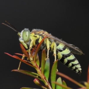 Bembix sp. (genus) at Hackett, ACT - 17 Mar 2019 12:42 PM