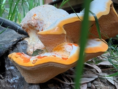 Piptoporus australiensis (Curry Punk) at Curtin, ACT - 18 Mar 2019 by Heino1