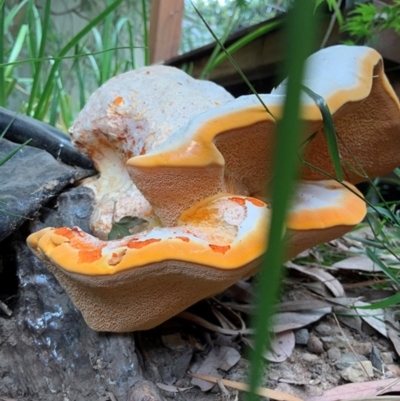 Piptoporus australiensis (Curry Punk) at Curtin, ACT - 17 Mar 2019 by Heino1