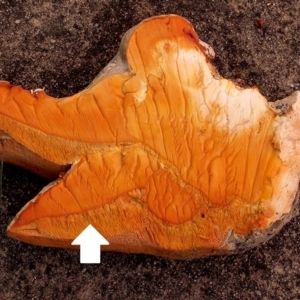 Piptoporus australiensis at Curtin, ACT - 18 Mar 2019