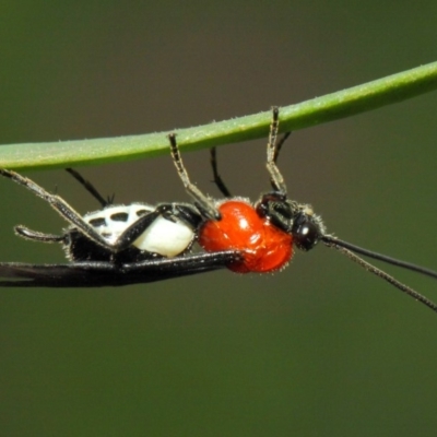 Braconidae (family) (Unidentified braconid wasp) at Acton, ACT - 17 Mar 2019 by TimL