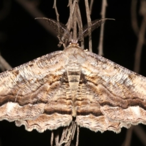 Scioglyptis lyciaria at Ainslie, ACT - 24 Mar 2019