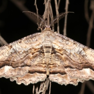 Scioglyptis lyciaria (White-patch Bark Moth) at Mount Ainslie - 24 Mar 2019 by jb2602