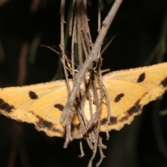 Scioglyptis lyciaria at Ainslie, ACT - 24 Mar 2019