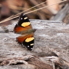 Vanessa itea (Yellow Admiral) at Paddys River, ACT - 20 Mar 2019 by SWishart