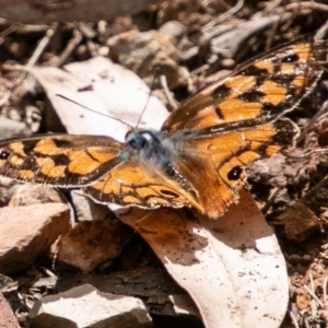 Heteronympha penelope at Paddys River, ACT - 20 Mar 2019 12:48 PM