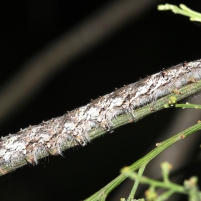 Lasiocampidae (family) immature (Lappet & Snout Moths) at Ainslie, ACT - 6 Mar 2019 by jbromilow50