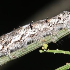 Lasiocampidae (family) immature at Ainslie, ACT - 6 Mar 2019