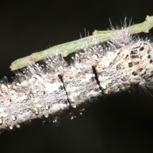 Lasiocampidae (family) immature at Ainslie, ACT - 6 Mar 2019