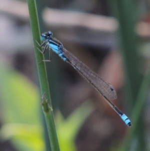 Ischnura heterosticta at Paddys River, ACT - 20 Feb 2019