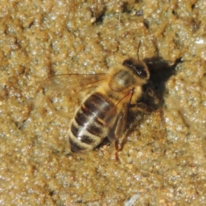 Apis mellifera at Theodore, ACT - 27 Feb 2019