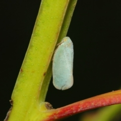 Anzora unicolor at Acton, ACT - 17 Mar 2019