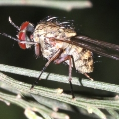 Muscidae (family) at Ainslie, ACT - 6 Mar 2019