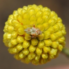 Miridae (family) (Unidentified plant bug) at Acton, ACT - 17 Mar 2019 by TimL