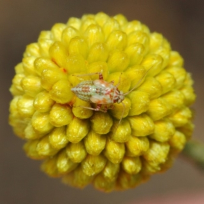 Unidentified Other true bug at ANBG - 17 Mar 2019 by TimL