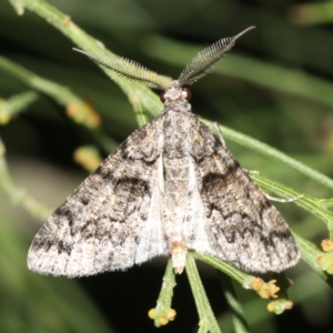 Lipogya exprimataria at Ainslie, ACT - 6 Mar 2019 10:46 PM