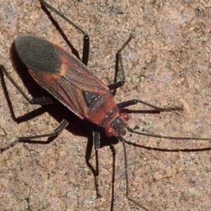 Leptocoris mitellatus at Acton, ACT - 25 Mar 2019