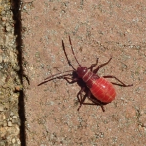 Leptocoris mitellatus at Acton, ACT - 25 Mar 2019