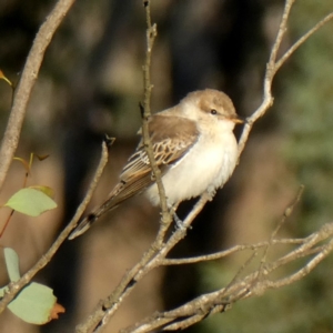 Lalage tricolor at Googong, NSW - 25 Mar 2019