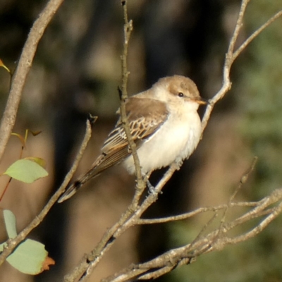 Lalage tricolor (White-winged Triller) at Googong, NSW - 25 Mar 2019 by Wandiyali