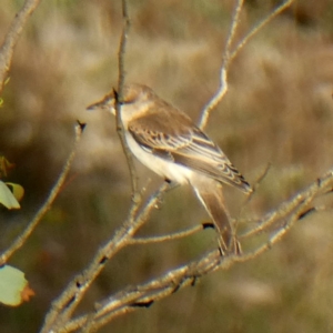 Lalage tricolor at Googong, NSW - 25 Mar 2019