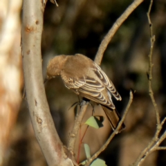 Lalage tricolor at Googong, NSW - 25 Mar 2019