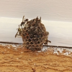 Ropalidia plebeiana (Small brown paper wasp) at Macarthur, ACT - 25 Mar 2019 by RodDeb