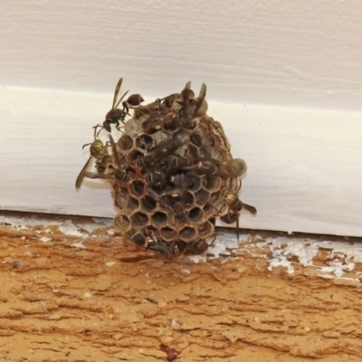 Ropalidia plebeiana (Small brown paper wasp) at Macarthur, ACT - 25 Mar 2019 by RodDeb