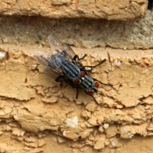 Sarcophagidae (family) at Macarthur, ACT - 25 Mar 2019 02:27 PM