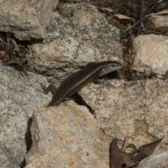 Carlia tetradactyla (Southern Rainbow Skink) at Michelago, NSW - 22 Mar 2019 by Illilanga