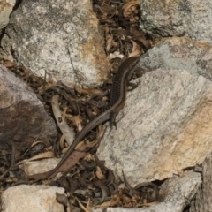 Carlia tetradactyla at Michelago, NSW - 22 Mar 2019 02:34 PM