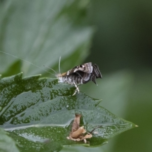 Glyphipterix (genus) at Michelago, NSW - 22 Mar 2019