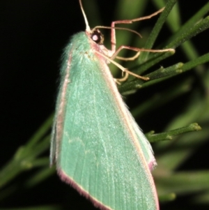 Chlorocoma dichloraria at Ainslie, ACT - 10 Mar 2019