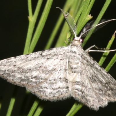 Phelotis cognata (Long-fringed Bark Moth) at Ainslie, ACT - 10 Mar 2019 by jbromilow50