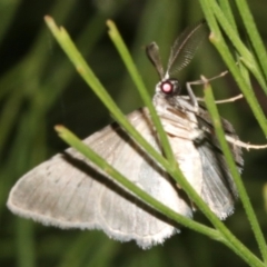 Phelotis cognata at Ainslie, ACT - 10 Mar 2019 08:55 PM