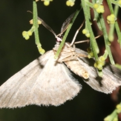 Phelotis cognata at Ainslie, ACT - 10 Mar 2019