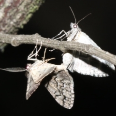 Lipogya exprimataria (Jagged Bark Moth) at Ainslie, ACT - 10 Mar 2019 by jbromilow50