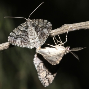 Lipogya exprimataria at Ainslie, ACT - 10 Mar 2019