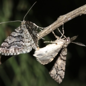 Lipogya exprimataria at Ainslie, ACT - 10 Mar 2019