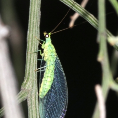 Mallada sp. (genus) (Green lacewing) at Ainslie, ACT - 10 Mar 2019 by jbromilow50